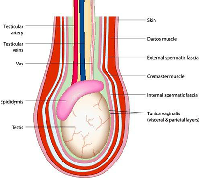 Balanitis and Balanoposthitis Surgery in Kolathur